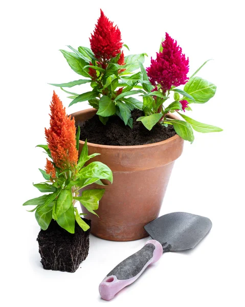 Conjunto de coloridas plantas de celosia aisladas en blanco. Listo para plantar —  Fotos de Stock