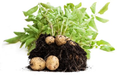 İlk önce kürekle çıkarılmış patates yumrusu ve beyaz toprak. 