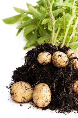 İlk önce kürekle çıkarılmış patates yumrusu ve beyaz toprak. 