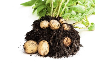 İlk önce kürekle çıkarılmış patates yumrusu ve beyaz toprak. 