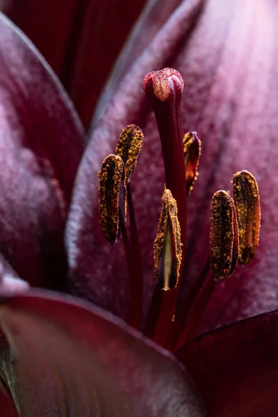 Macro image of beautiful Black lily flower — Stock Photo, Image