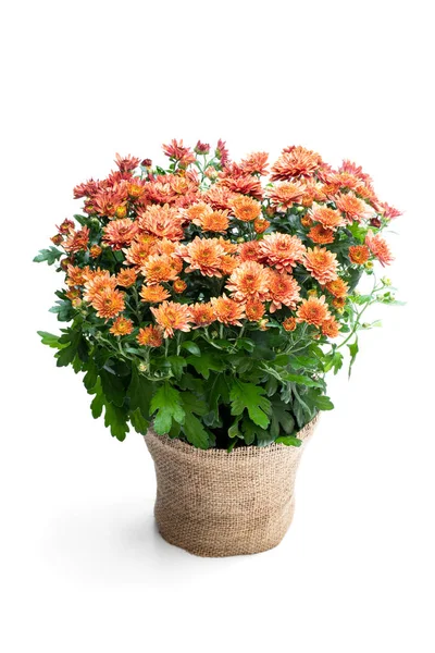 Pot of orange flowering chrysanthemums isolated on white — Stock Photo, Image