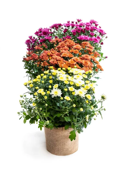 Reihe von Topfblüten Chrysanthemen isoliert auf weiß — Stockfoto