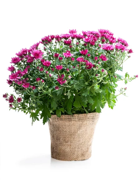 Pot of purple flowering chrysanthemums isolated on white — Stock Photo, Image