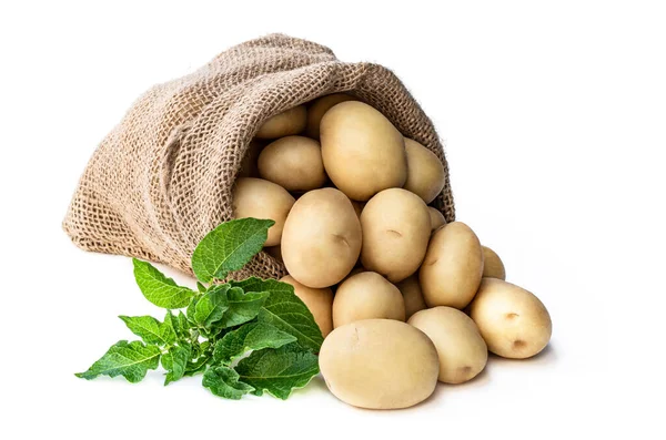 New Potatoes Sackcloth Bag Isolated White — Stock Photo, Image