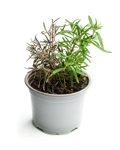 Half Dode Rozemarijn Plant Grijze Pot Geïsoleerd Wit — Stockfoto