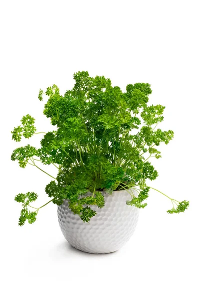 Peterselie Kruid Plant Een Pot Geïsoleerd Wit — Stockfoto