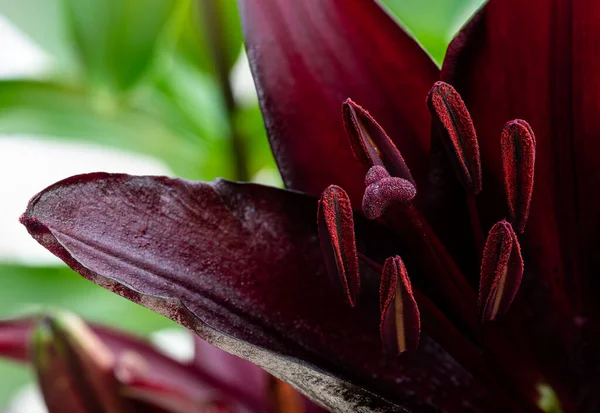 Macro Imagen Única Flor Lirio Negro — Foto de Stock