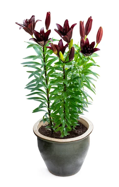 Beautiful Black Lily Flower Pot Isolated White — Stock Photo, Image