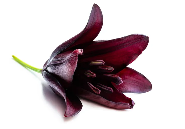 Macro Image Single Black Lily Flower Isolated White — Stock Photo, Image