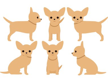 Köpek Chihuahua poz resim