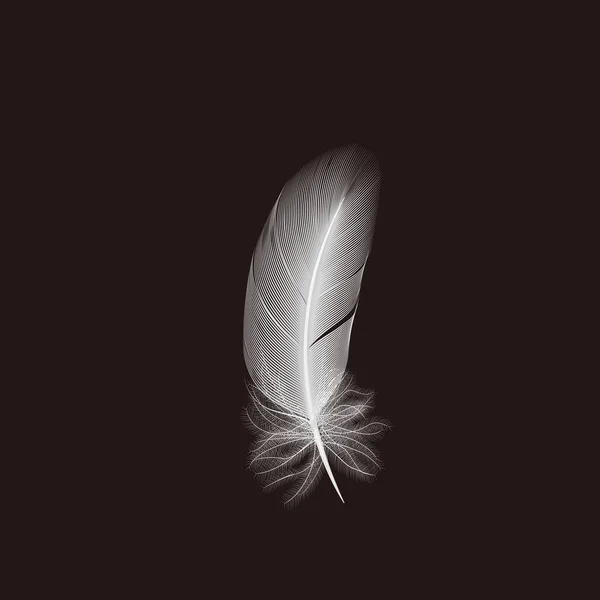 Kuşun Beyaz Featherst — Stok Vektör