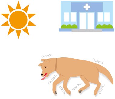 Güneş çarpması köpekler belirtileri. senkop. Kasılmalar.