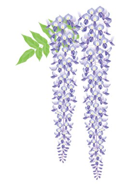 Wisteria çiçek. Japon tarzı görüntü.