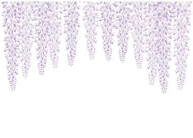 Wisteria çiçek. Japon tarzı görüntü.