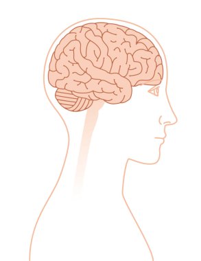 Manzara beyin görüntüsünü