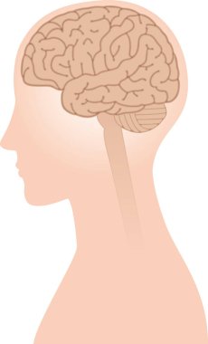 Manzara beyin görüntüsünü