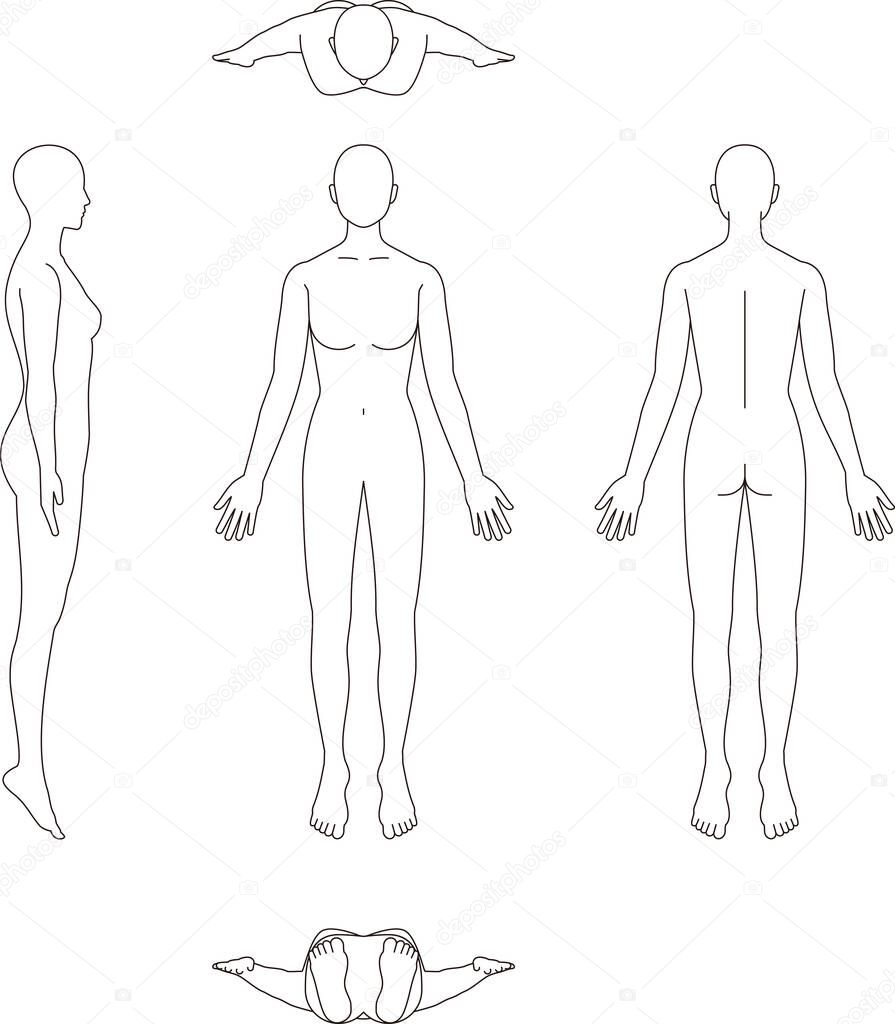 Illustration of the human body. Female sketch