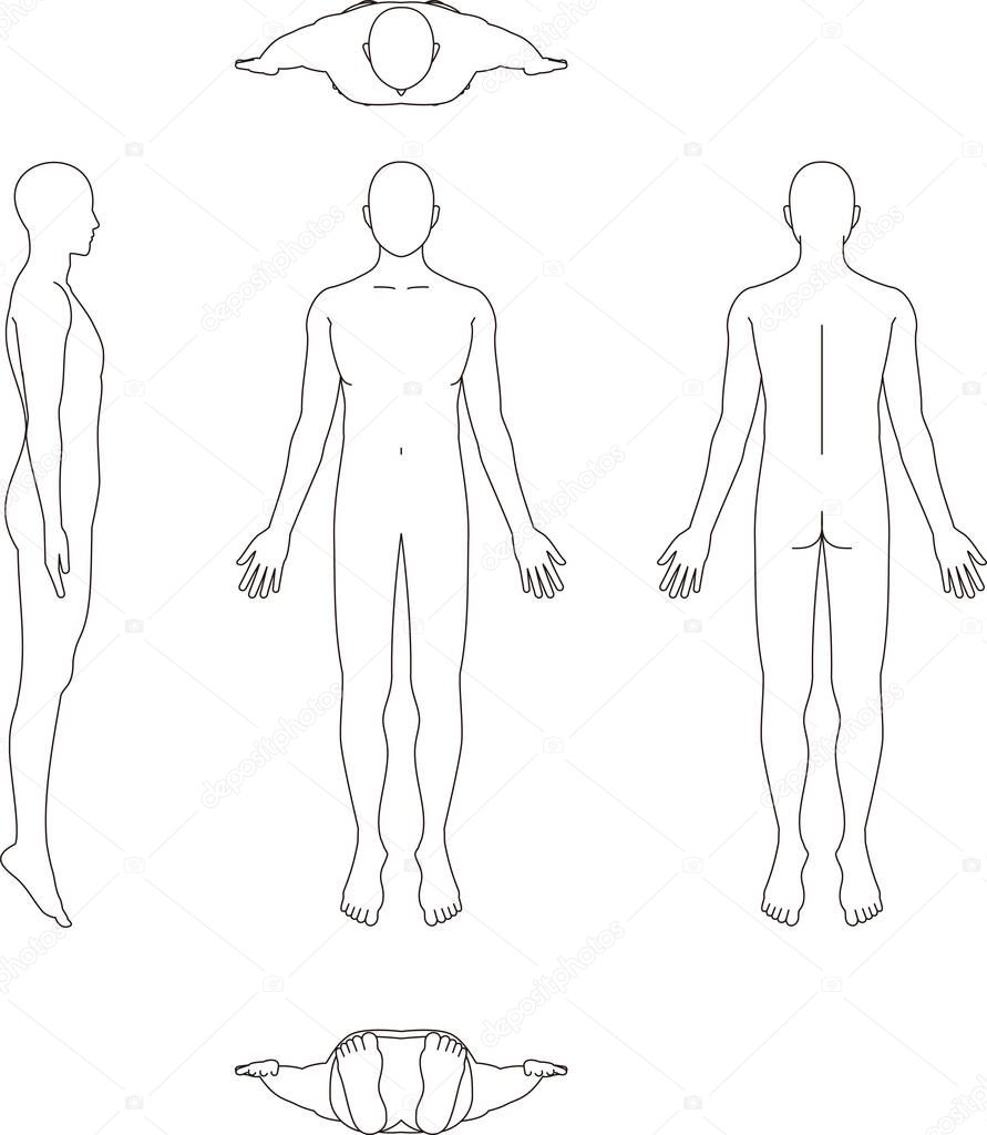 Illustration of the human body. Male sketch
