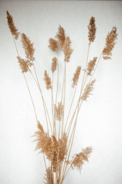 Beyaz arka planda sazlık dalları. Güzel bir iç mimar için detaylar.