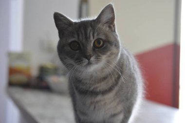 İskoç düz kedi. Güzel bir kedi kameraya bakıyor. Kameraya yönlendirilmiş bir kedinin kehribar gözleri. Sevimli kedi yavrusu, gözlerin yakın çekim. Hayvanlar için sevgi kavramı. Reklam afişi. 