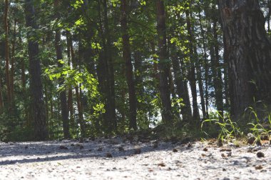Çam ormanındaki yol. Güneşli, iğne yapraklı ormanda tozlu yol, parlak yaz günü