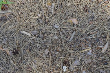 Yazın ormanın dokusu. Dağınık çam iğneleri ve kuru yapraklar