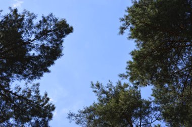 Yaz aylarında bir parkta mavi bir gökyüzünde ağaçların taçlar