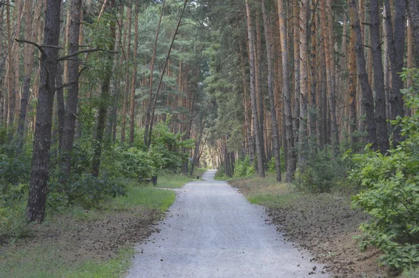 Çam Ormanındaki Yol Güneşli Iğne Yapraklı Ormanda Tozlu Yol Parlak — Stok fotoğraf