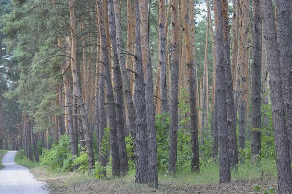 Vägen Tallskogen Dammig Väg Solig Barrskog Ljusa Sommardag — Stockfoto