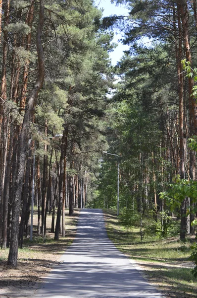 Δρόμος Στο Πευκόδασος Σκονισμένος Δρόμος Ένα Ηλιόλουστο Δάσος Κωνοφόρων Φωτεινή — Φωτογραφία Αρχείου