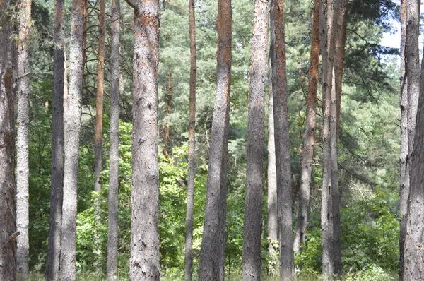 Zinderende Zomerdag Dennenboom Stammen Een Zonnige Dag Het Bos — Stockfoto