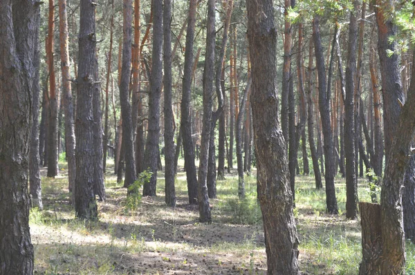 Zinderende Zomerdag Dennenboom Stammen Een Zonnige Dag Het Bos — Stockfoto