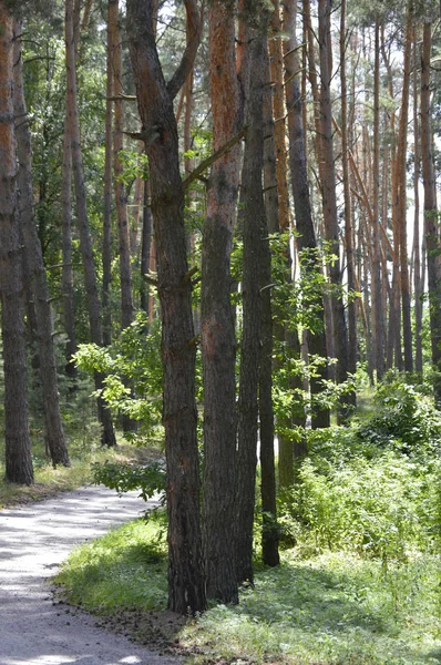 Die Straße Kiefernwald Staubige Straße Sonnigem Nadelwald Strahlender Sommertag — Stockfoto