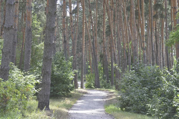 Vägen Tallskogen Dammig Väg Solig Barrskog Ljusa Sommardag — Stockfoto