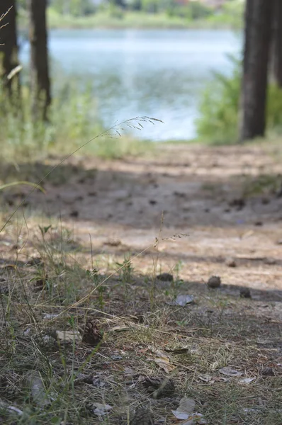 Orilla Del Río Bosque Día Soleado Verano Pasaje Lago Bosque — Foto de Stock