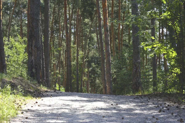Çam Ormanındaki Yol Güneşli Iğne Yapraklı Ormanda Tozlu Yol Parlak — Stok fotoğraf