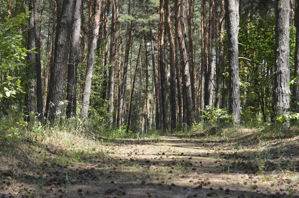 Çam Ormanındaki Yol Güneşli Iğne Yapraklı Ormanda Tozlu Yol Parlak — Stok fotoğraf