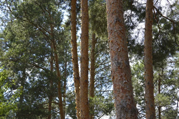 Ein Glühender Sommertag Kiefernstämme Einem Sonnigen Tag Wald — Stockfoto