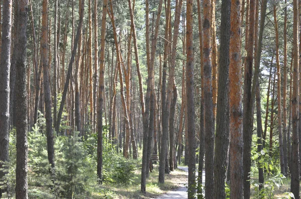 Camino Bosque Pinos Camino Polvoriento Bosque Soleado Coníferas Día Verano — Foto de Stock
