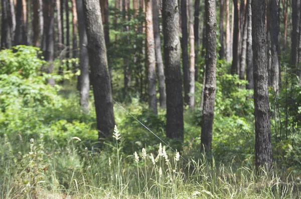 Blistering Dia Verão Troncos Pinheiro Dia Ensolarado Floresta — Fotografia de Stock