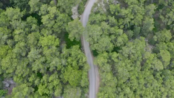 Drzewa Drogi Dronem Widok Lotu Ptaka Drzew Gór Turcji — Wideo stockowe