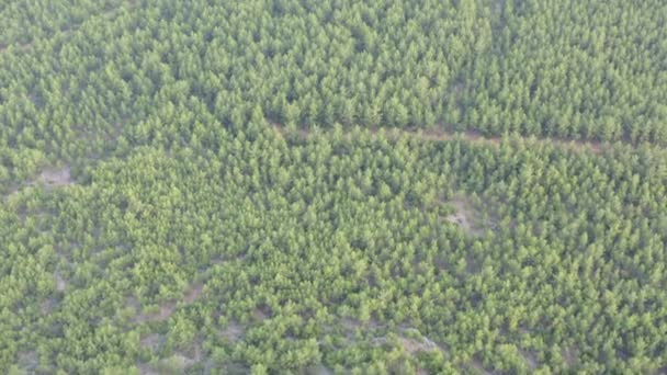 Trees Roads Taking Drone Aerial View Trees Mountains Turkey — Stock Video