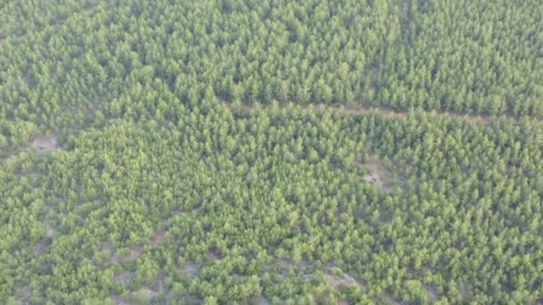 Arbres Routes Avec Drone Vue Aérienne Sur Les Arbres Les — Video