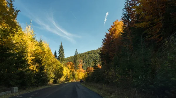 Asphaltstraße Waldweg — Stockfoto