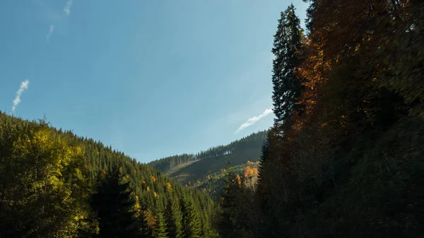 Blue Sky Green Forest — Stock Photo, Image