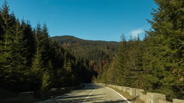 Bir yol orman fotoğraf