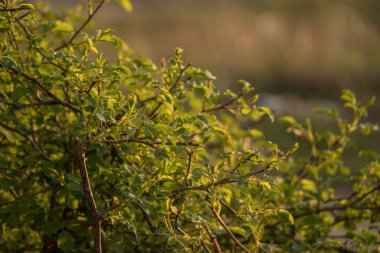 Yeşil taze bush kapatın