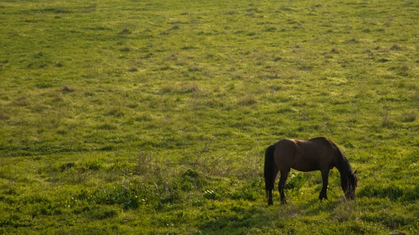 Cavalo Preto Comendo Grama Livre — Fotografia de Stock