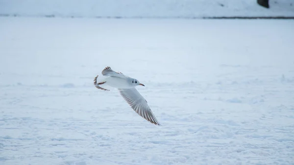 Uma Gaivota Branca Neve Voando — Fotografia de Stock